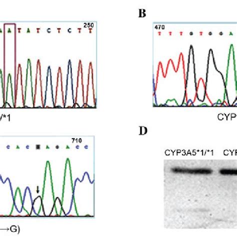 The pharmacokinetic prediction model for CYP3A5 gene polymorphisms ...