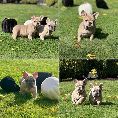 Doberman Pinscher Puppies For Sale In Oregon