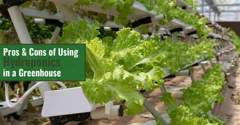 Pros Cons Of Using Hydroponics In Greenhouses