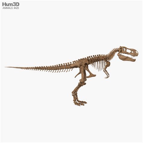 T-rex Skeleton 3D model - Download Dinosaur on 3DModels.org