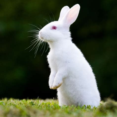 A Complete Guide To The Best Rabbit Breeds To Adopt Rabbit Breeds