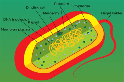 Gambarkan Struktur Sel Bakteri Lengkap Dengan Keterangan Bagianbagiannya —