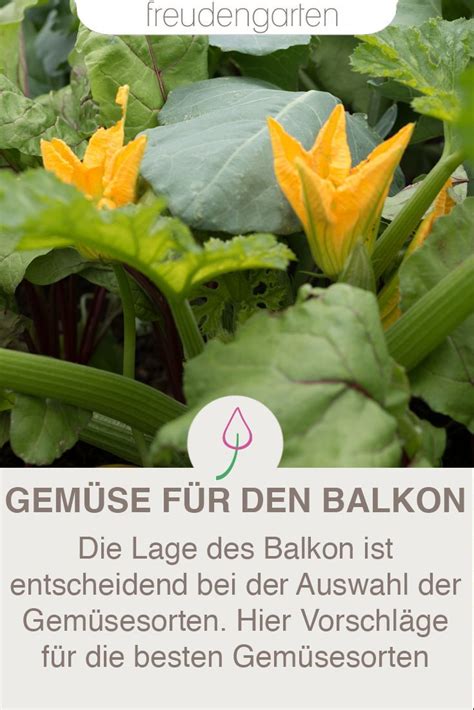 Welches Gem Se Auf Dem Balkon Anbauen Gem Se Gem Se Anbauen