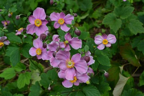 Japanese Anemone Zone 7b Shade Tolerant Plants Japanese Anemone