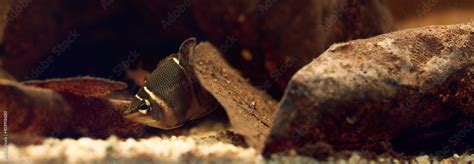 Chocolate Gourami and leaves Stock Photo | Adobe Stock