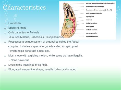 Apicomplexa By Nail and Cooner. - ppt download