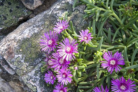 Piante Grasse Nomi Fiori Ispirazioni Per Un Tocco Esotico In Casa E