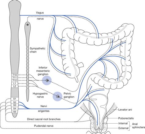 Neurogenic Bowel Dysfunction And Rehabilitation Musculoskeletal Key