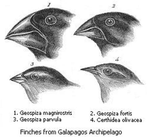 Darwin S Finches Jpeg Naked Scientists