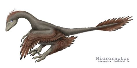 Microraptor Pictures & Facts - The Dinosaur Database