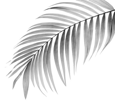 0 Result Images of Palm Leaf Png - PNG Image Collection