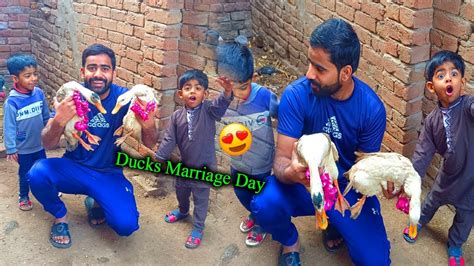 Ducks Ki Shadi Karwa Di Bohot Maza Aya Vlog Duck Marriage Youtube