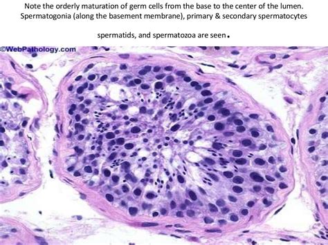 Histology Of Testis By Dr Mohammad Manzoor Mashwani