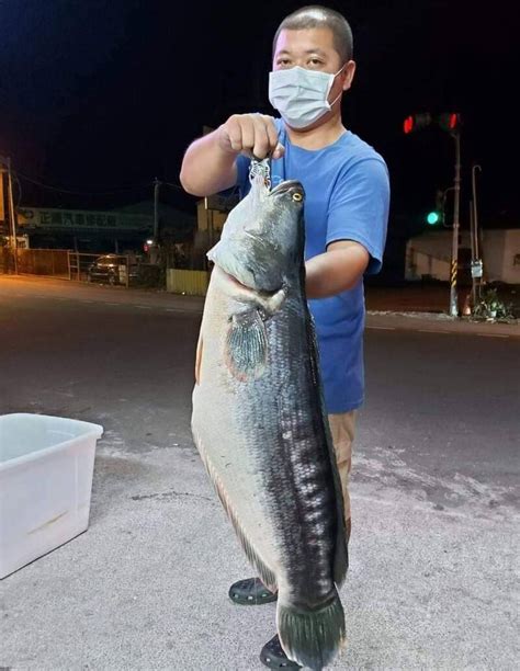 「霸王級」魚虎變進補好料 日月潭釣友繳出「立冬」除虎成效 南投縣 自由時報電子報