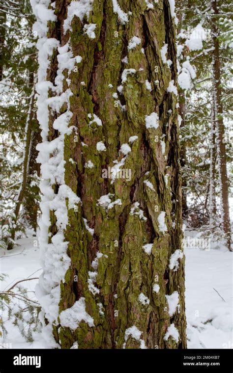 Snow On The Bark Of A Western Larch Tree Larix Occidentalis Along The