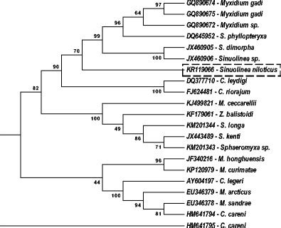 Maximum Likelihood Tree General Time Reversible Model For S Small