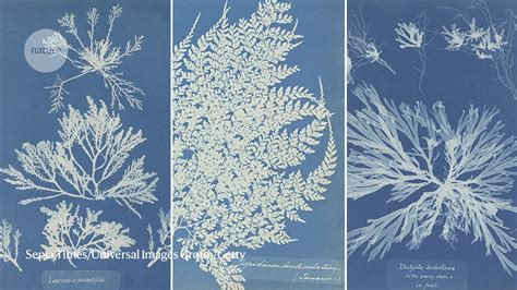 Anna Atkins Pioneering Botanical Photographer Who Captured Algae And