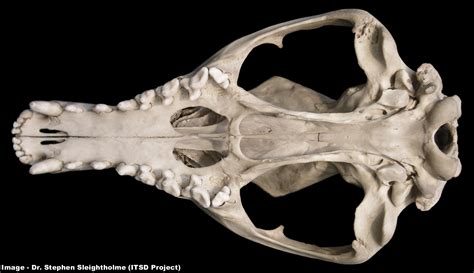 The Thylacine Museum - Biology: Anatomy: Skull and Skeleton: Magnified ...