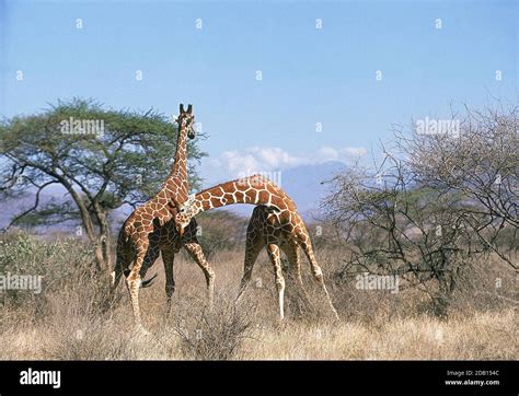 Reticulated Giraffe Giraffa Camelopardalis Reticulata Males Fighting Samburu Park In Kenya