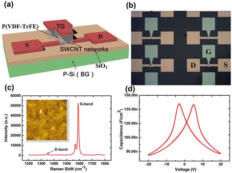Schematics Of Our Fabricated Double Gated Swcnt Networks Based Fets Download Scientific