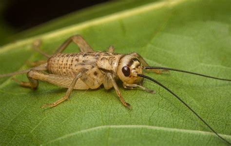 Are Crickets Dangerous