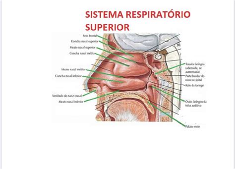 Trato Respiratório Superior E Inferior LIBRAIN