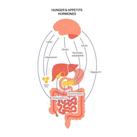 Hormonas Del Apetito De Hambre Ilustración del Vector Ilustración de