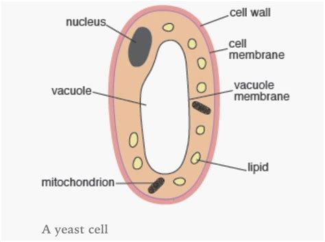 Yeast Cell Diagram Gcse