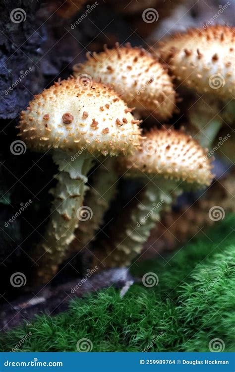 Hongos Silvestres En El Bosque Foto De Archivo Imagen De Bosque Cubo