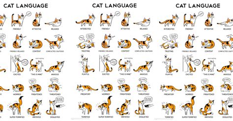 Cat Body Language Chart Reveals Your Cats Moods And Emotions