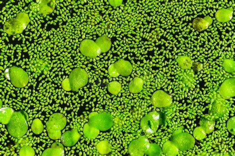 WaterMeal Wolffia stock photo. Image of green, aqutic - 202634814