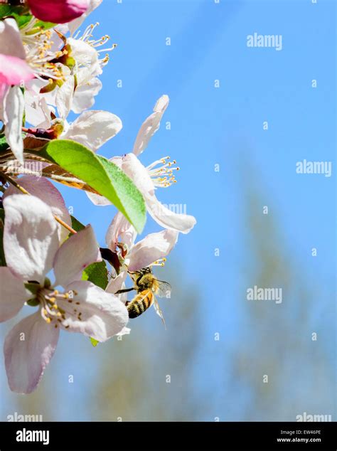 A Honeybee Apis Mellifera Gathers Pollen From Crabpple Malus