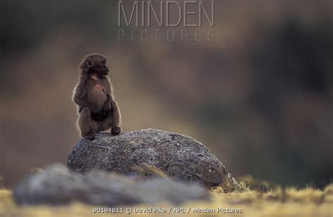 Gelada Baboon stock photo - Minden Pictures