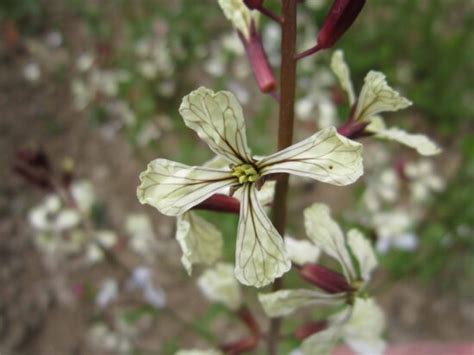 Imagen Gratis Planta Hierba Flores Silvestres Rosa Jard N Flora