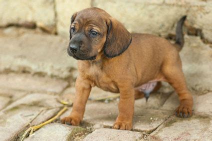 23+ Bloodhound Rottweiler Mix Puppy - l2sanpiero