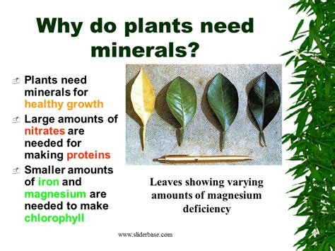 Why Do Plants Need Minerals