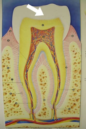 Anatomy Physiology II Lab Midterm Identifications Flashcards Quizlet