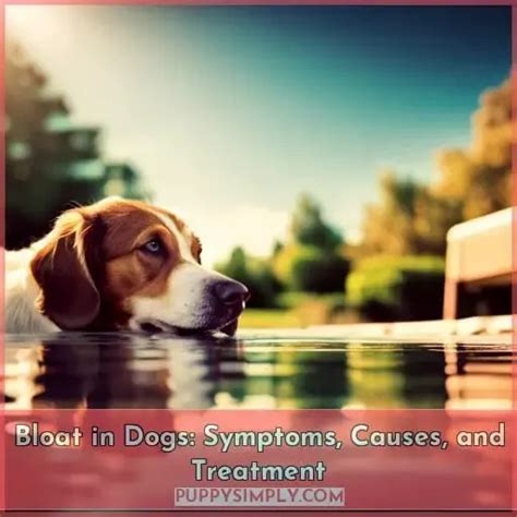 Bloat In Dogs Symptoms Causes And Treatment