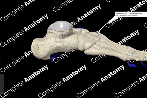 Intermediate Cuneiform Bone Complete Anatomy