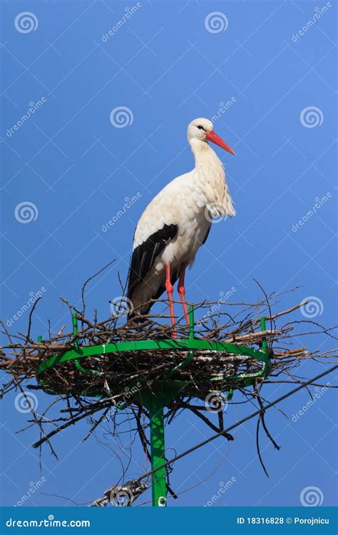 Cegonha No Ninho Foto De Stock Imagem De Selvagem Fauna