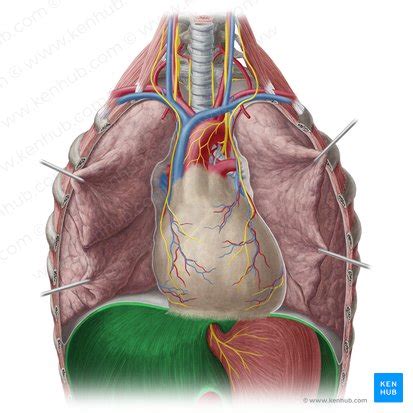 Diaphragma Zwerchfell Lage Anatomie Und Funktion Kenhub