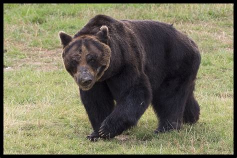 Ussuri Brown Bear