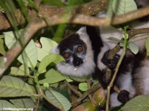 Black And White Ruffed Lemur Habitat