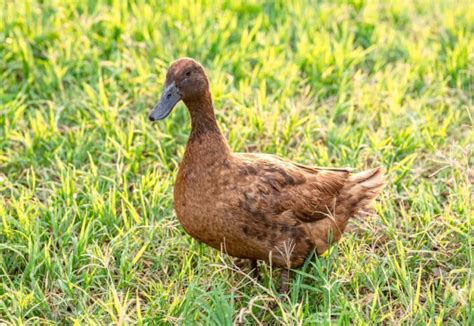 Deutsche Pekingente Legeleistung Charakter Und Haltung