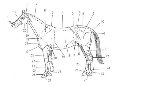 Horse Body Labeling Diagram Quizlet