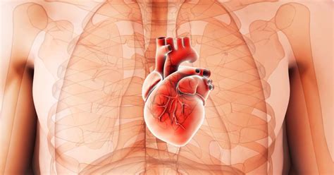 Cardiomegaly: Diagnosis, treatment, and prevention
