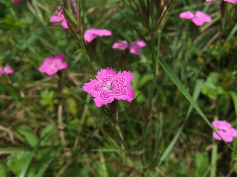 Free Images Nature Meadow Flower Botany Flora Wildflower