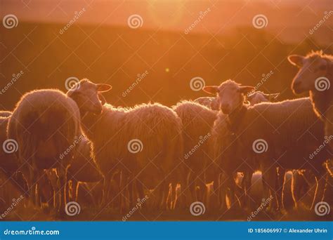 Sheeps In A Meadow On Green Grass At Sunset Portrait Of Sheep Flock