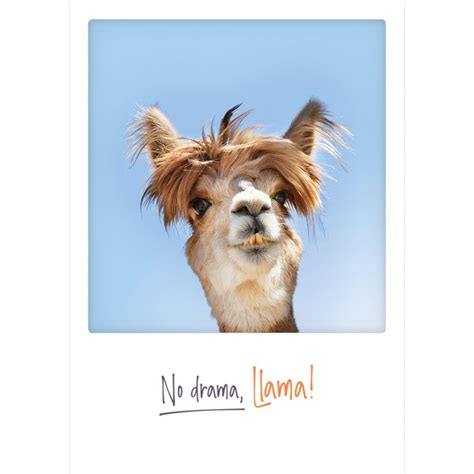 No Drama Llama