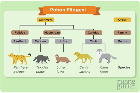 Berkenalan Dengan Pohon Filogeni Biologi Kelas 10 Belajar Gratis Di